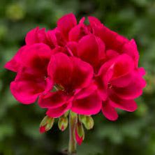 Mojo Cranberry Splash Geranium - 6" item