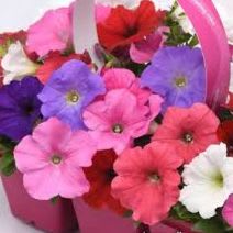 E3 Easy Wave Mix Petunias item