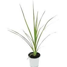 Draceana Spike - 6" Ornamental Grass item