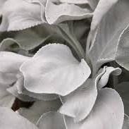 Angel Wings - 1G item