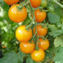 Sun Sugar Tomato - 2G Caged item