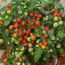 Heartbreaker Vallery Red Tomato - 2G Caged item