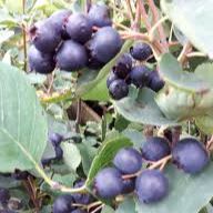 Thiessen Saskatoon - 1G item