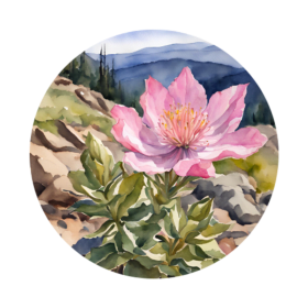 Bitterroot Sponsor item