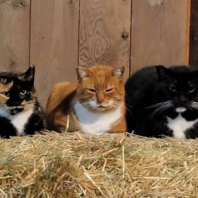 Three Barn Cats item