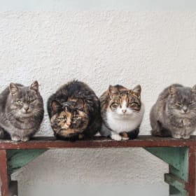 Four Barn Cats item