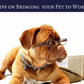 Bring your pet to work day item