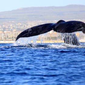 5 Nights All-Inclusive! Cabo & More Sleeps up to 2 item