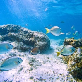 4 Nights All-Inclusive! DR or Cancun item