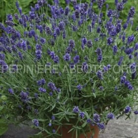Lavande "Hidcote Blue" en pot de 1 gallon item