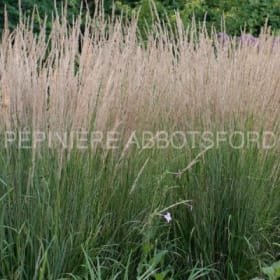 Calamagrostis 'Karl Foerster' en pot de 2 gallons item