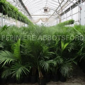 Palmier 'Majesty' 3 à 4 pieds de hauteur item