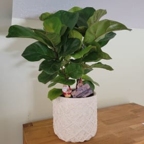 Fiddle Leaf Fig Plant 🪴 item