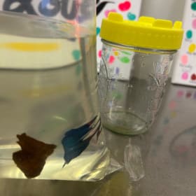 Fish with a Jar item