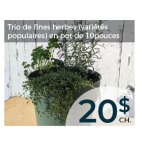 Trio de fines herbes (variétés populaires) item