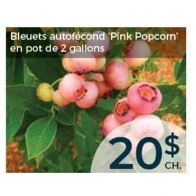 Bleuets autofécond "Pink Popcorn" item