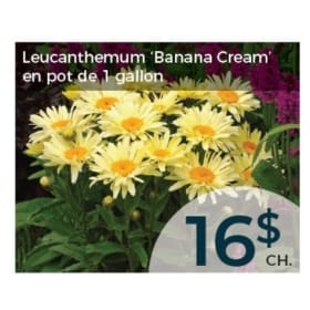 Leucanthemum "Banana Cream" item