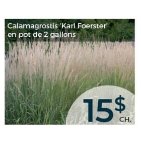 Calamagrostis "Karl Foerster" item