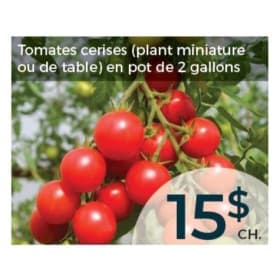 Tomates cerises (plant miniature ou de table) item