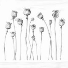 🌺 Budding Drift item