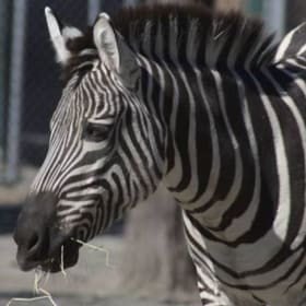 2 tickets to Roger Williams Park Zoo item