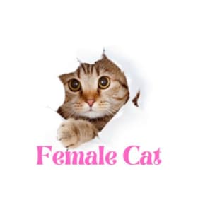 Female Cat Appointment item