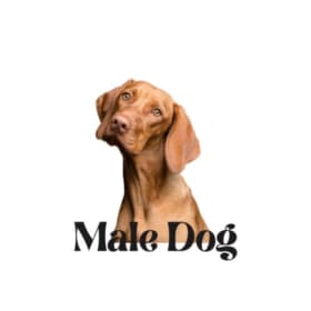 Male Dog Appointment-ONE PER FAMILY item