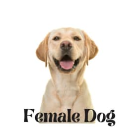 Female Dog Appointment - ONE PER FAMILY item