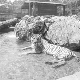 Catty Shack Ranch #1 item