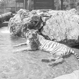 Catty Shack Ranch #2 item