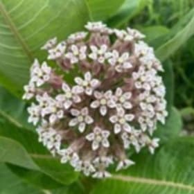 Canada milkweed (Asclepias syriaca) item