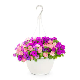 Petunia Flower Basket item