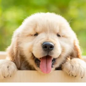 39. Westonka Animal Hospital item