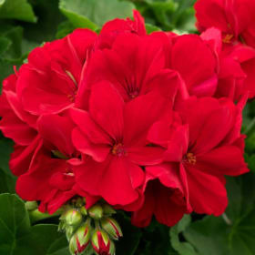 Géranium "Calliope Dark Red" en jardinière de 13 pouces item