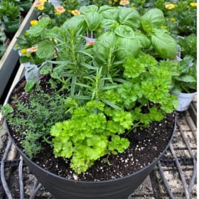 Trio fines herbes (variétés populaires) en pot de 10 pouces item