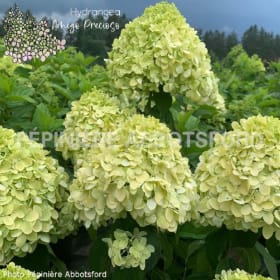 Hydrangea 'Amigo Precioso' en pot de 2 gallons item