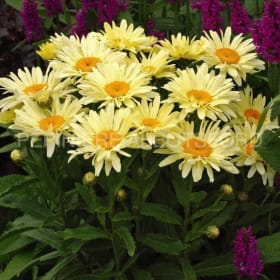 Leucanthemum 'Banana Cream' en pot de 1 gallon item