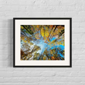 Allatoona Pass Autumn | Spiff Carner item