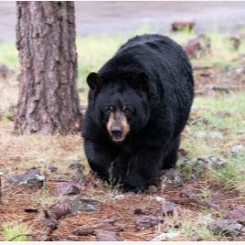One Carload Pass to Bearizona item
