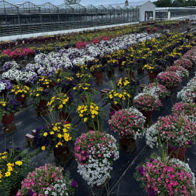 Quad. 12" Planters & 12" Hanging Baskets with FREE DELIVERY item