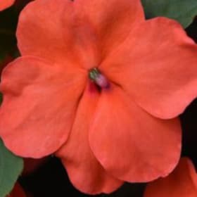 Impatiens:  Beacon Salmon item