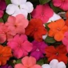 Impatiens:  Beacon Sanibel Mix item
