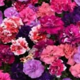 Petunia Doubles:  Madness Double Mix item