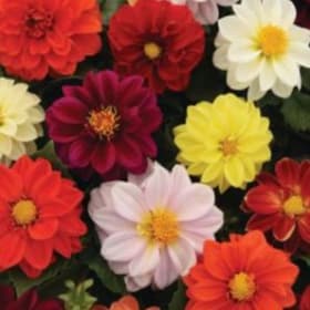 Dahlia:  Figaro Mix item