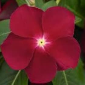 Vinca:  Titan Cranberry item