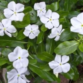 Vinca:  Titanium White item