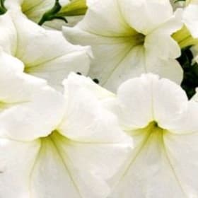 Petunia - Waves:  White item