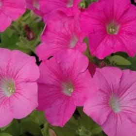 Petunia - Waves:  Pink item