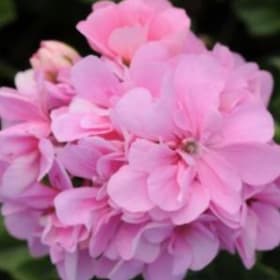 Geraniums - Ivy: Pink item