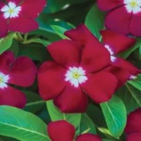 Vinca-Trailing: Burgandy Halo item